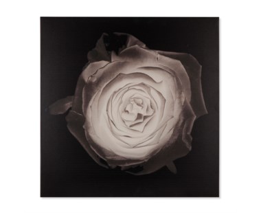 Rose - Kelly Hoppen